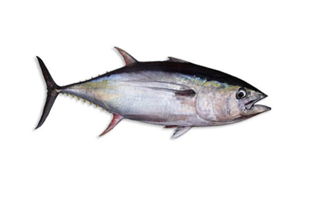 Es: Rabil<br> Fr: Albacore<br>In: Yellowfin Tuna<br>Talla: Longitud es de 130 cm...<br>Hábitat y biología: Vive en aguas oceánicas, es una especie epipelágica, desde la superficie hasta 100 m de profundidad