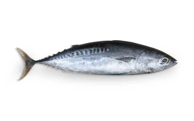 Es: Jorobado espejo<br>Fr: Musso pacifique<br>In: Pacific moonfish <br>Talla: 100-150 / 150-250 /250-350 / 350-500gr.<br>Hábitat y biología:.