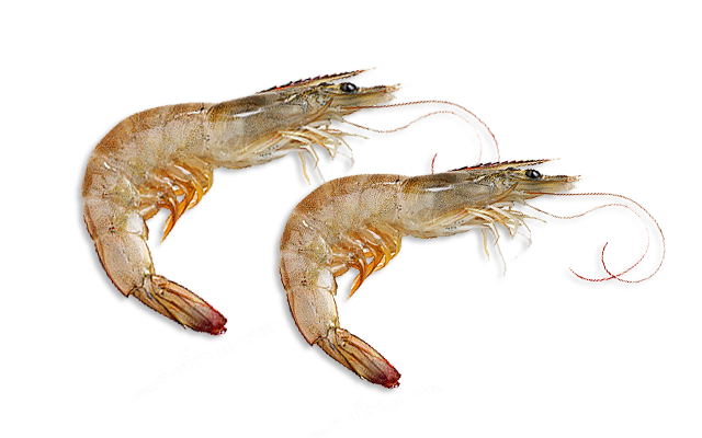Es/Sp:Camarón Patiblano<br>Fr/Fr:Crevette pattes blanches<br>In/En:Whiteleg Shimp<br>Talla:su talla máxima 23 cm, con Cl máxima de 9 cm