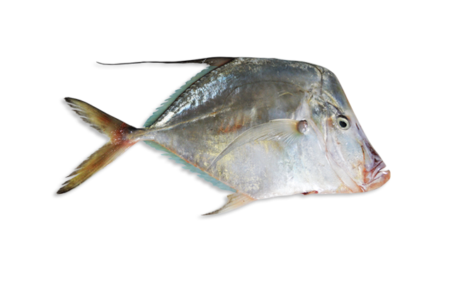 Es: Jorobado espejo <br>Fr: Musso pacifique <br<In: Pacific moonfish <br>Talla: Longitud media es de 24 cm...<br>Hábitat y biología: Se encuentra en aguas de la plataforma continental de hábitat pelágico y demersal,
