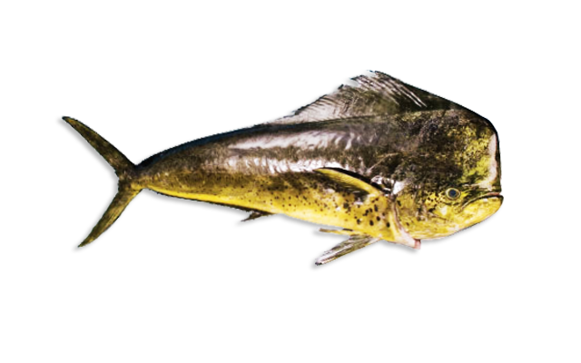 Es: Dorado Común<br>Fr: Coryphene commune <br>In: Common dolphinfish<br>Talla: Longitud media es de 42 cm...<br>Hábitat y biología: Especie pelágica oceánica y costera. Se alimenta de peces, crustáceos y moluscos. desova en alta mar