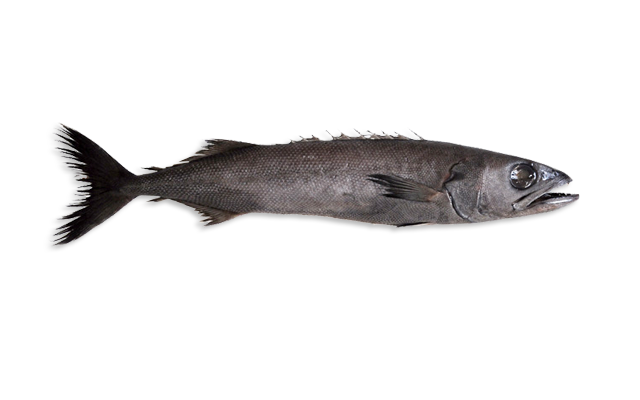 Es: Escolar negro<br>Fr: Escolier noir<br>In: Escolar<br>Talla: Longitud media es de 120 cm...<br>Hábitat y biología: Mesopelagic, batipelagic y especies oceánicas. Se alimenta de crustáceos y calamares...