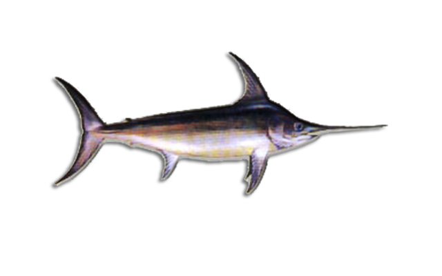 Es: Pez Espada<br>Fr: Espadón<br>In: Swordfish<br>Talla: Longitud media es de 280 cm.<br>Hábitat y biología: Especie altamente migratoria, vive en aguas tropicales y templadas, epipelágico, oceánico, aunque también frecuenta las aguas costeras..