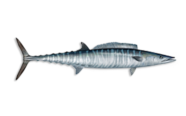 Es: Peto<br>Fr:Thazard-batard<br>In:Wahoo<br>Talla:Longitud media es de 130 cm...<br>Hábitat y biología: Especie epipelágica, se encuentra en aguas oceánicas y en las zonas cercanas de distancia de las zonas rocosas de la costa